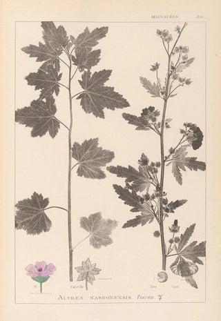 Louis Antoine Cusin - Herbier de la flore franaise Pl0053.webp