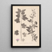 Herbier de la flore française Pl0053 - Louis Antoine Cusin — gerahmtes Bild an der Wand