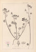 Herbier de la flore française Pl0054 - Louis Antoine Cusin — Ansicht des Kunstwerks