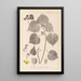 Herbier de la flore française Pl0056 - Louis Antoine Cusin — gerahmtes Bild an der Wand