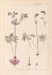 Herbier de la flore française Pl0057 - Louis Antoine Cusin — Ansicht des Kunstwerks