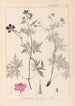 Herbier de la flore française Pl0058 - Louis Antoine Cusin — Ansicht des Kunstwerks