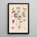 Herbier de la flore française Pl0059 - Louis Antoine Cusin — gerahmtes Bild an der Wand