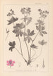 Herbier de la flore française Pl0059 - Louis Antoine Cusin — Ansicht des Kunstwerks