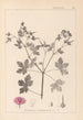 Herbier de la flore française Pl0061 - Louis Antoine Cusin — Ansicht des Kunstwerks