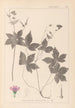 Herbier de la flore française Pl0062 - Louis Antoine Cusin — Ansicht des Kunstwerks