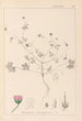 Herbier de la flore française Pl0069 - Louis Antoine Cusin — Ansicht des Kunstwerks