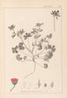 Herbier de la flore française Pl0070 - Louis Antoine Cusin — Ansicht des Kunstwerks
