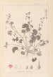 Herbier de la flore française Pl0072 - Louis Antoine Cusin — Ansicht des Kunstwerks