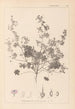 Herbier de la flore française Pl0073 - Louis Antoine Cusin — Ansicht des Kunstwerks