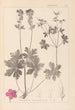 Herbier de la flore française Pl0077 - Louis Antoine Cusin — Ansicht des Kunstwerks