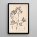 Herbier de la flore française Pl0078 - Louis Antoine Cusin — gerahmtes Bild an der Wand