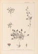 Herbier de la flore française Pl0081 - Louis Antoine Cusin — Ansicht des Kunstwerks