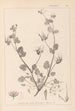 Herbier de la flore française Pl0083 - Louis Antoine Cusin — Ansicht des Kunstwerks