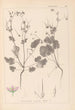Herbier de la flore française Pl0084 - Louis Antoine Cusin — Ansicht des Kunstwerks