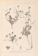 Herbier de la flore française Pl0085 - Louis Antoine Cusin — Ansicht des Kunstwerks