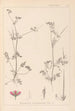 Herbier de la flore française Pl0086 - Louis Antoine Cusin — Ansicht des Kunstwerks