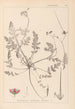 Herbier de la flore française Pl0087 - Louis Antoine Cusin — Ansicht des Kunstwerks