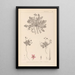 Herbier de la flore française Pl0090 - Louis Antoine Cusin — gerahmtes Bild an der Wand