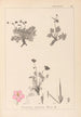 Herbier de la flore française Pl0096 - Louis Antoine Cusin — Ansicht des Kunstwerks