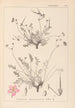 Herbier de la flore française Pl0097 - Louis Antoine Cusin — Ansicht des Kunstwerks