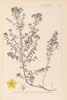 Herbier de la flore française Pl0099 - Louis Antoine Cusin — Ansicht des Kunstwerks