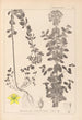 Herbier de la flore française Pl0101 - Louis Antoine Cusin — Ansicht des Kunstwerks