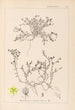 Herbier de la flore française Pl0102 - Louis Antoine Cusin — Ansicht des Kunstwerks