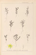 Herbier de la flore française Pl0103 - Louis Antoine Cusin — Ansicht des Kunstwerks