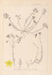 Herbier de la flore française Pl0104 - Louis Antoine Cusin — Ansicht des Kunstwerks