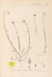 Herbier de la flore française Pl0105 - Louis Antoine Cusin — Ansicht des Kunstwerks