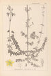 Herbier de la flore française Pl0109 - Louis Antoine Cusin — Ansicht des Kunstwerks