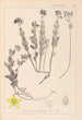 Herbier de la flore française Pl0113 - Louis Antoine Cusin — Ansicht des Kunstwerks