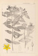 Herbier de la flore française Pl0116 - Louis Antoine Cusin — Ansicht des Kunstwerks