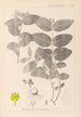 Herbier de la flore française Pl0117 - Louis Antoine Cusin — Ansicht des Kunstwerks