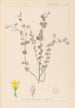 Herbier de la flore française Pl0118 - Louis Antoine Cusin — Ansicht des Kunstwerks