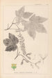 Herbier de la flore française Pl0119 - Louis Antoine Cusin — Ansicht des Kunstwerks