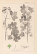 Herbier de la flore française Pl0122 - Louis Antoine Cusin — Ansicht des Kunstwerks