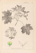 Herbier de la flore française Pl0123 - Louis Antoine Cusin — Ansicht des Kunstwerks