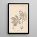 Herbier de la flore française Pl0125 - Louis Antoine Cusin — gerahmtes Bild an der Wand