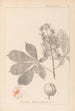 Herbier de la flore française Pl0125 - Louis Antoine Cusin — Ansicht des Kunstwerks