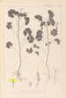 Herbier de la flore française Pl0131 - Louis Antoine Cusin — Ansicht des Kunstwerks