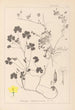 Herbier de la flore française Pl0132 - Louis Antoine Cusin — Ansicht des Kunstwerks