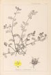 Herbier de la flore française Pl0133 - Louis Antoine Cusin — Ansicht des Kunstwerks