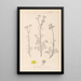 Herbier de la flore française Pl0134 - Louis Antoine Cusin — gerahmtes Bild an der Wand