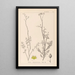 Herbier de la flore française Pl0135 - Louis Antoine Cusin — gerahmtes Bild an der Wand