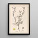 Herbier de la flore française Pl0136 - Louis Antoine Cusin — gerahmtes Bild an der Wand