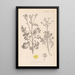 Herbier de la flore française Pl0137 - Louis Antoine Cusin — gerahmtes Bild an der Wand
