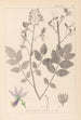 Herbier de la flore française Pl0139 - Louis Antoine Cusin — Ansicht des Kunstwerks