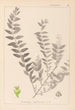 Herbier de la flore française Pl0140 - Louis Antoine Cusin — Ansicht des Kunstwerks